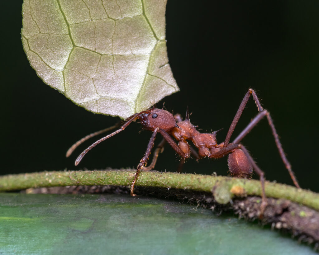 Hormiga cargando una hoja