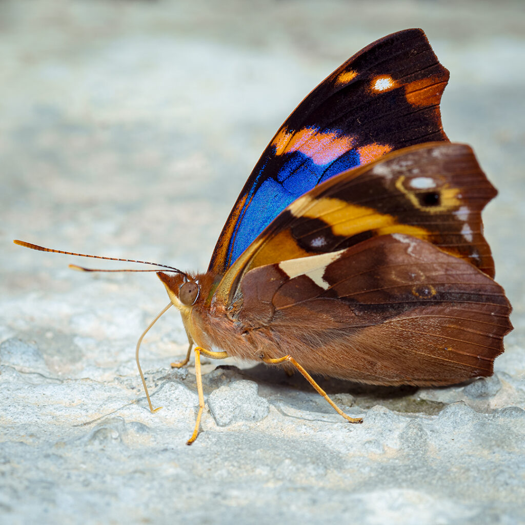 Colorida mariposa