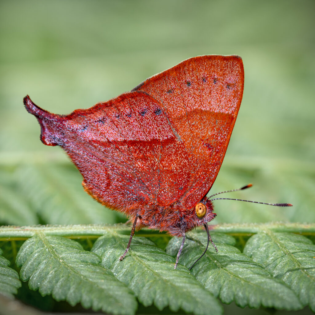 Mariposa roja sobre fondo verde