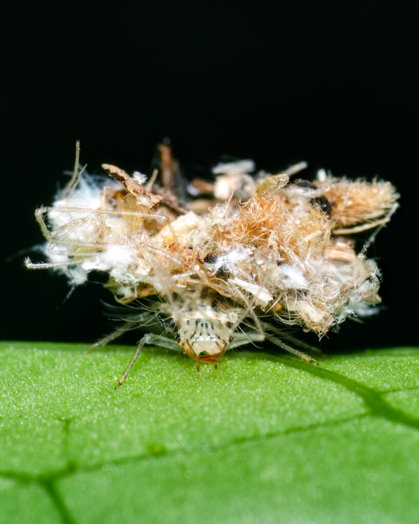 larva de crisopa