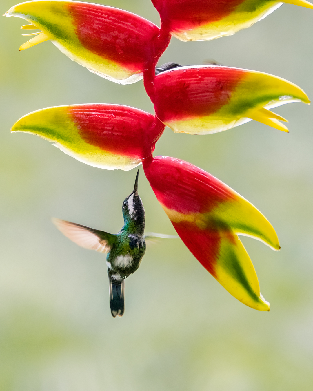 Aves y fauna