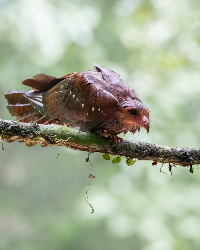 Guacharo / Oil Bird