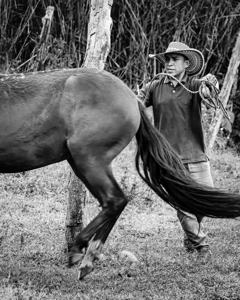 Adiestrador - Una vida de caballos